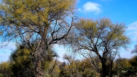 Argentina: Ley de Bosques, el desafío del desarrollo sustentable