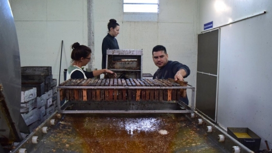 <Apicultores de Paraná exportan su miel con destino a España