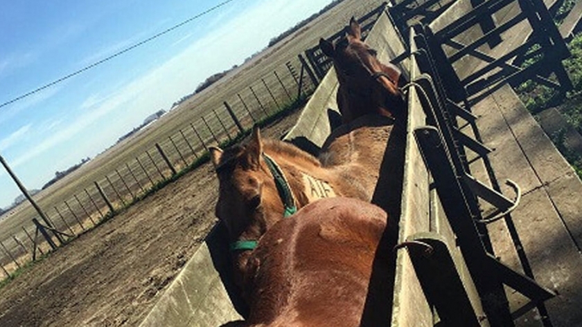 Control de un foco de Anemia Infecciosa Equina en General Alvear