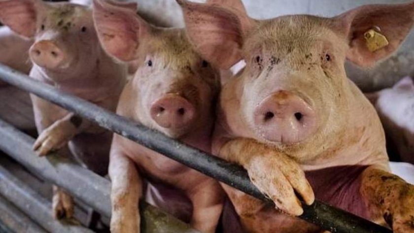 Porcicultores afirman que no hay posibilidad de contraer gripe porcina en Bolivia
