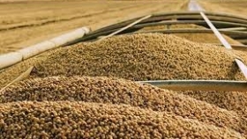 Granos: los futuros de la soja y el maíz se debilitan por avance de las cosechas en EEUU