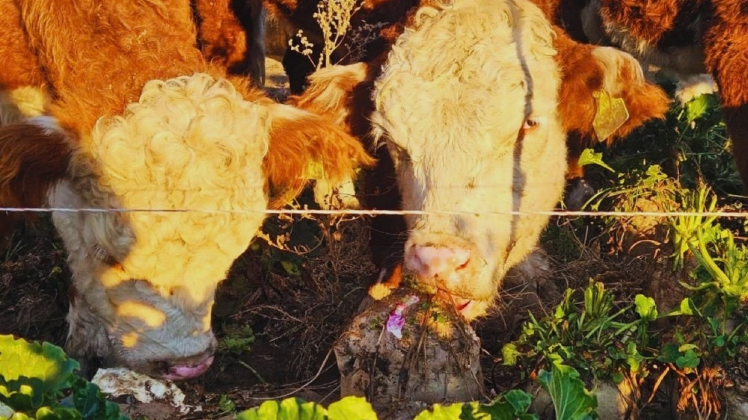 Remolacha forrajera: una opción para producir carne en invierno