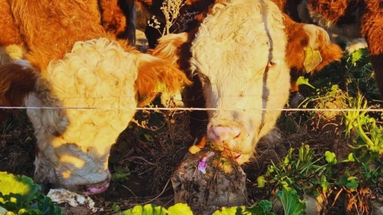 Remolacha forrajera: una opción para producir carne en invierno