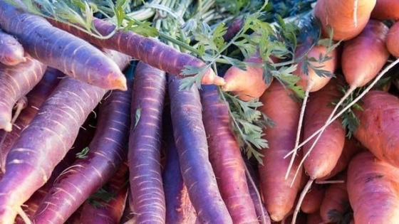 Cultivo de zanahoria morada y consejos