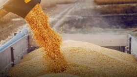 Optimismo en el mercado argentino de trigo: precios al alza y perspectivas de siembra