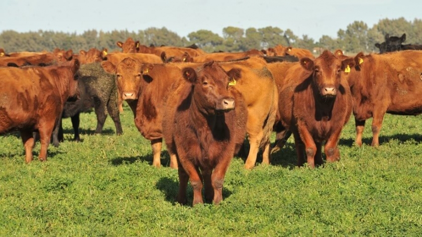 La presión de Europa por alimentos “libre de deforestación” abrió una grieta dentro del ruralismo