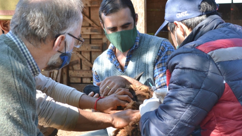 Comienza el programa de saneamiento de brucelosis en la cuenca ovina sur