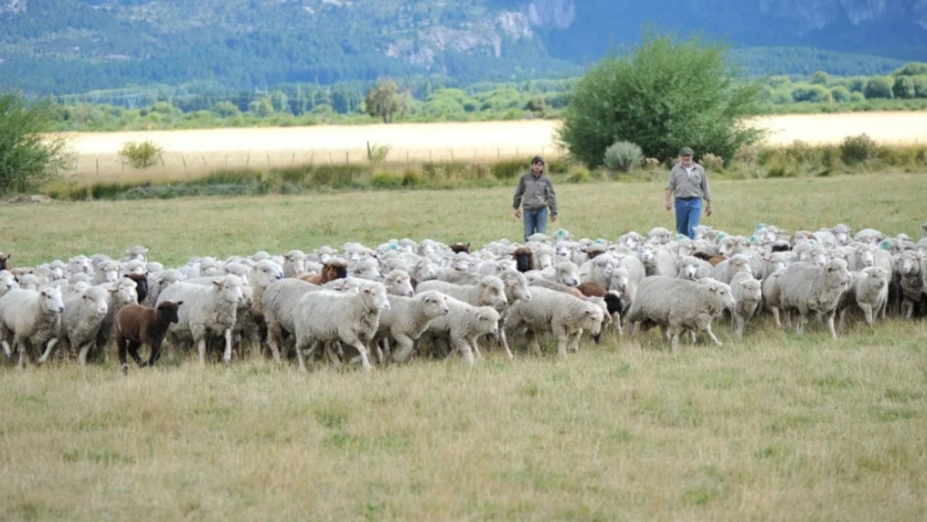 Los sistemas pastoriles ovinos tienen un balance de carbono positivo