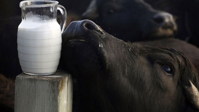 Las características de la leche de búfala y sus diferencias con la bovina