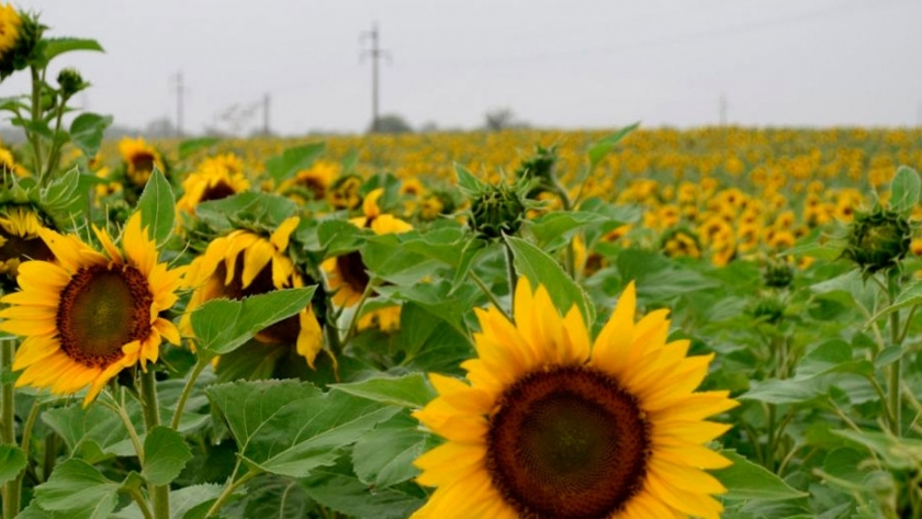 El 99% del girasol chaqueño se va de la provincia sin industrializar
