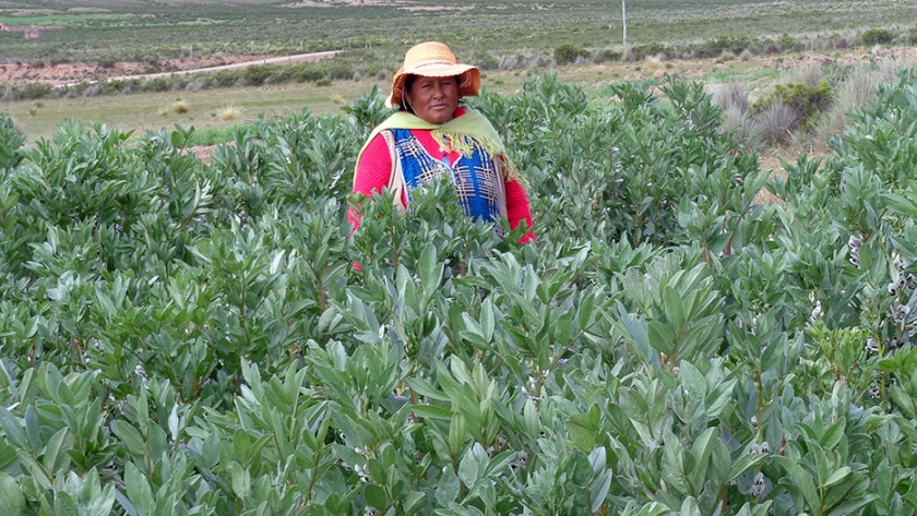 La agricultura resiliente en el altiplano boliviano es una alternativa ante el cambio climático