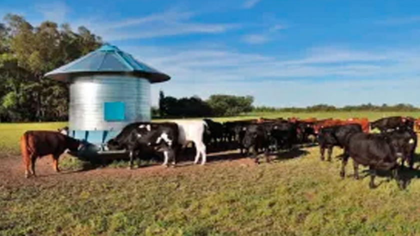 Aceite de lino: no recomendable en alimentación de novillos