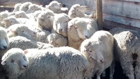 Tareas sanitarias para el tratamiento de pediculosis ovina en Cushamen