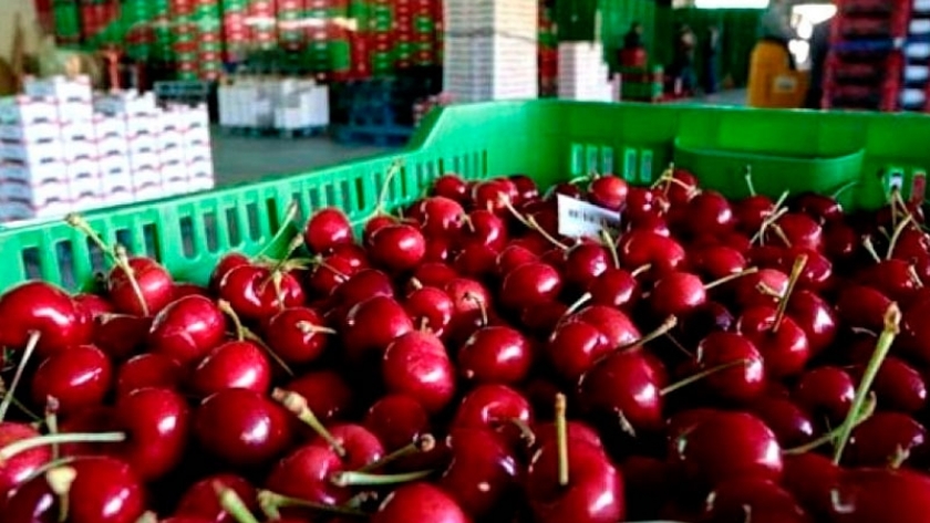 Controles a las cerezas que se exportarán a Estados Unidos