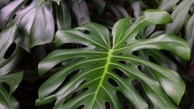 Monstera deliciosa o Costilla de Adán, una planta tropical para decorar tu casa
