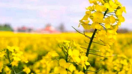 El clima sigue ayudando a los cultivos de invierno en Uruguay