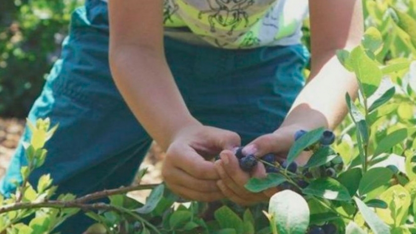 Cosecha de arándano, buscan prevenir el trabajo infantil agrícola