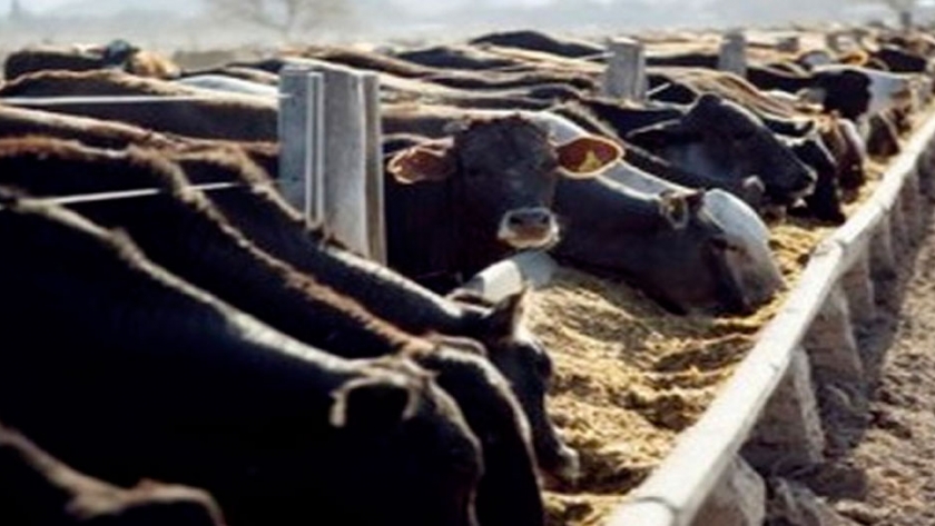 Cuál es el peso óptimo para terminar novillos en el feedlot?