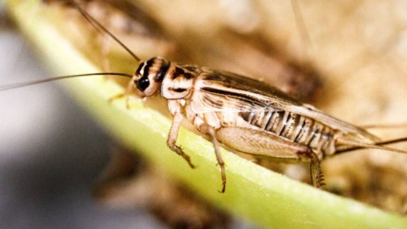 El cultivo de insectos comestibles busca formalizarse en Costa Rica