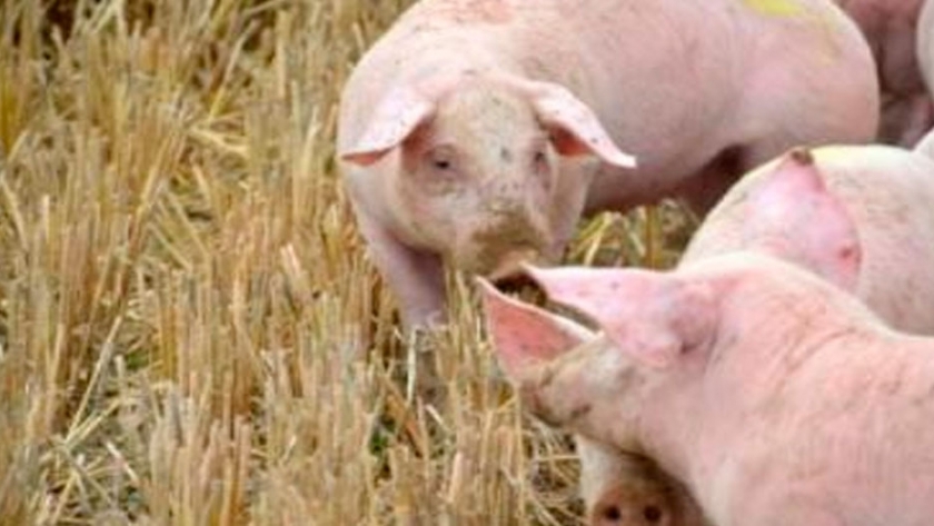 Las bacterias, claves en el desarrollo de úlceras estomacales en cerdos