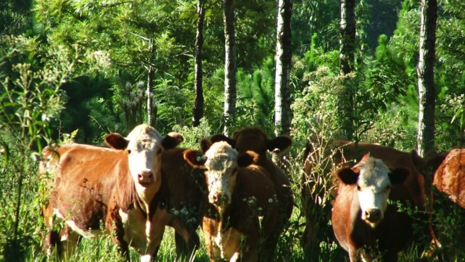 El mercado de carbono despega en el agro: Argentina pasó de un proyecto certificado a diez en tres años