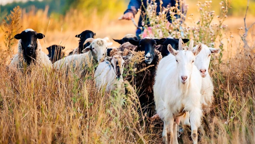 Caprinos, Producción Primaria