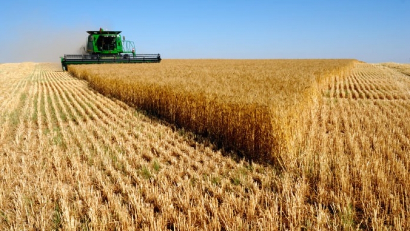 El 70,9% de la renta del trigo es para el Estado
