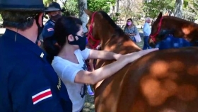 En Costa Rica, los caballos curan dolores y tristezas