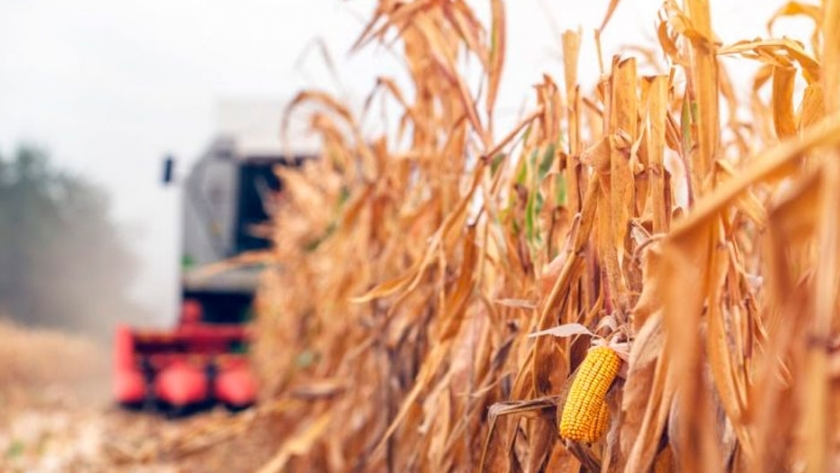 El maíz sudamericano volverá a dominar el comercio internacional en 2019/20