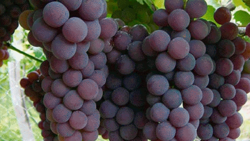 Recomendaciones para combatir las enfermedades en el cultivo de la vid