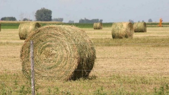 Impulsan una estrategia nacional para la alfalfa con foco en exportaciones y competitividad