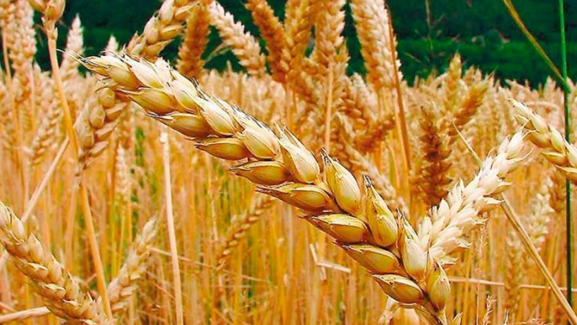 Trigo: Volver a las raíces para mejorar los rendimientos