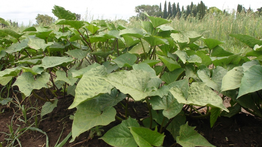 Cómo obtener plantines de batatas para el cultivo familiar