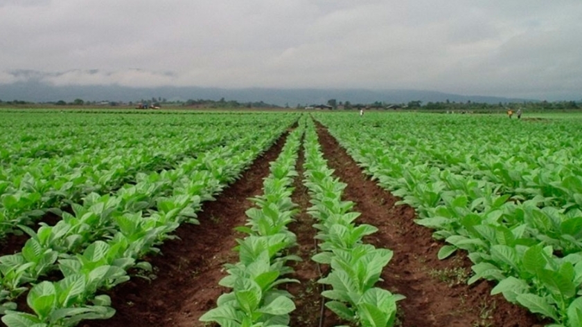 Asistencia al sector tabacalero jujeño