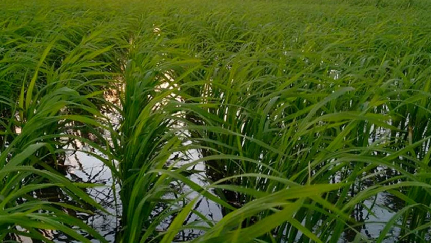 Entre Ríos: favorables condiciones ambientales para el arroz