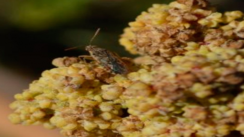 Centro Científico CEAZA identifica plagas de la quínoa en cultivo experimental