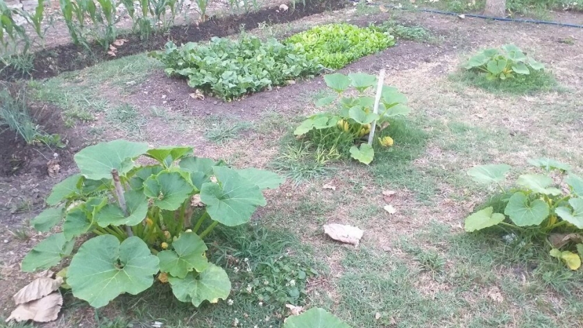 La huerta en casa también se “estresa”: ¿Cómo afrontar la sequía en verduras y hortalizas?