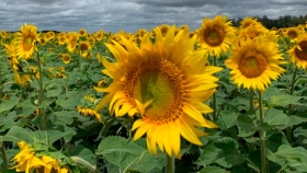 El girasol evoluciona bien en diversas zonas de Buenos Aires y La Pampa