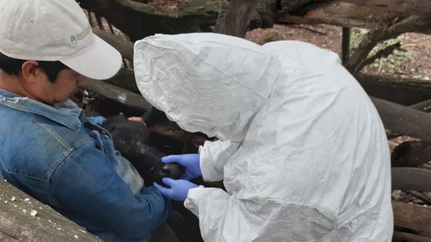 Rápida atención de sospecha de enfermedad en bovinos, descartó aftosa y estomatitis