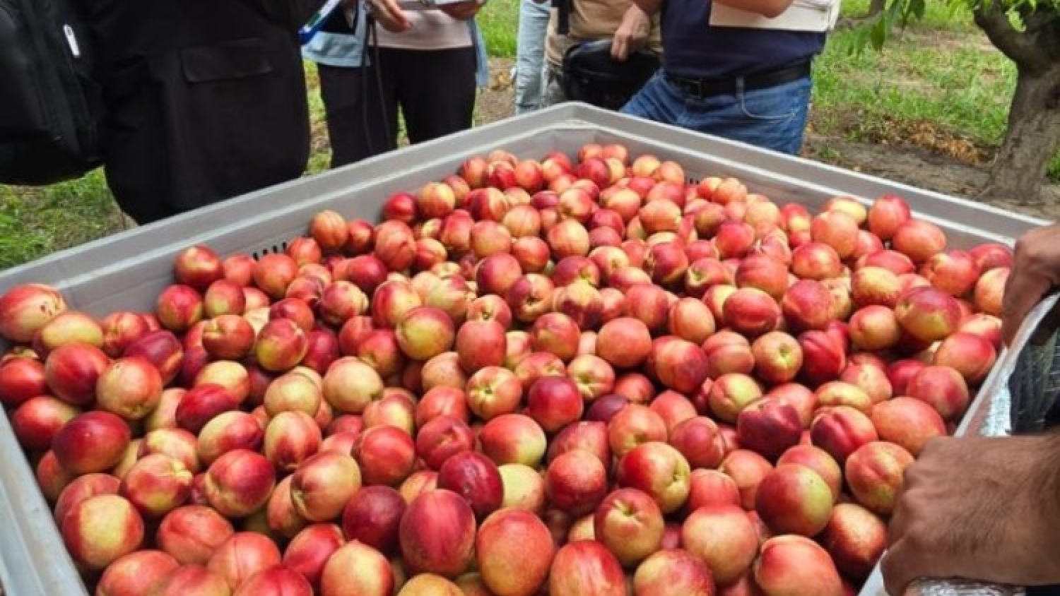 Frutas de carozo: Argentina da un paso clave para habilitar exportaciones al mercado chino
