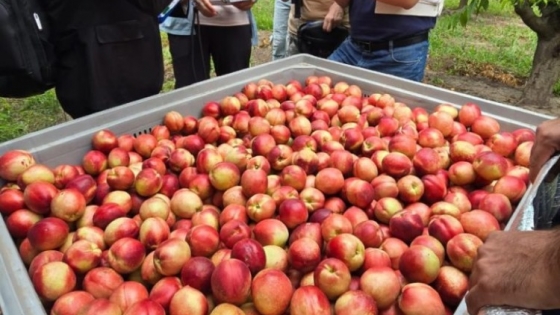 Frutas de carozo: Argentina da un paso clave para habilitar exportaciones al mercado chino