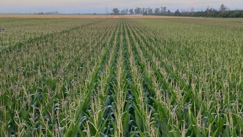 En un año Niña, cada lluvia es clave: el productor que logró “alargar” los rindes con maíces cortos