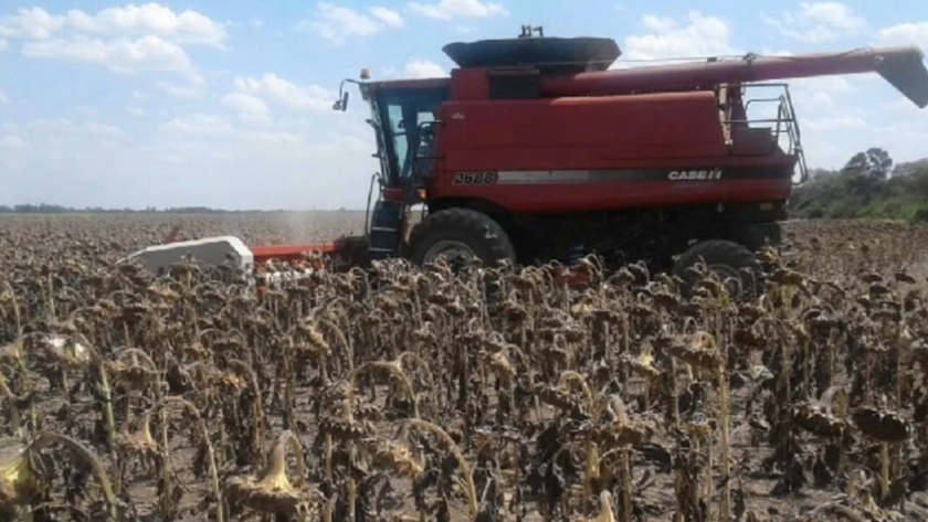 Agricultura declara el estado de desastre agropecuario en Chaco por sequía