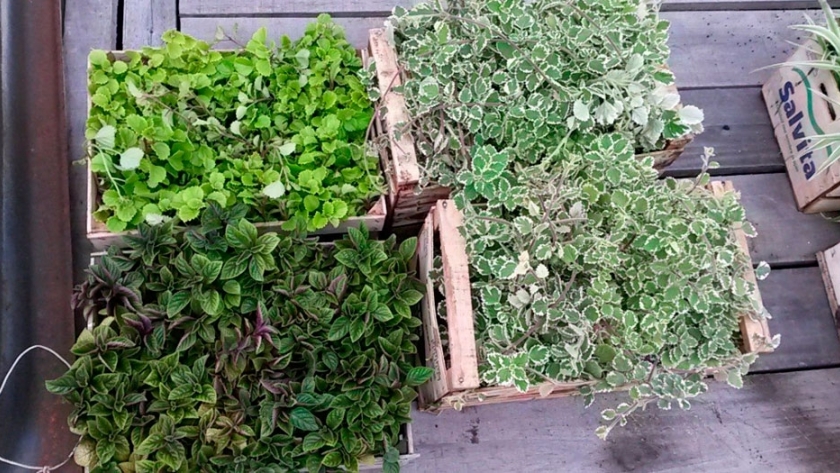 ¿Las plantas se adaptan a las sombras?