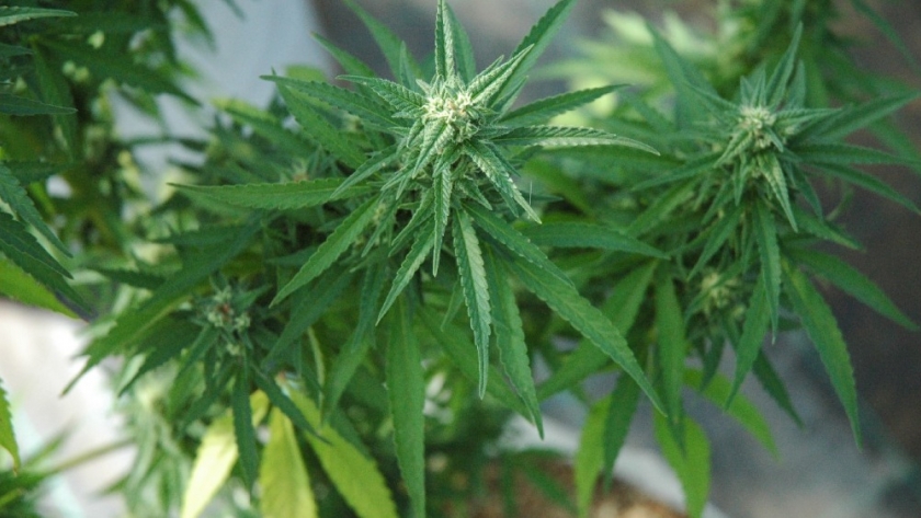 El INTA dice presente en Expo Cannabis 2023