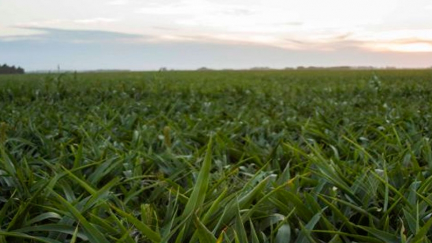 Sorgo: aumentan las ventas anticipadas con respecto a 2019