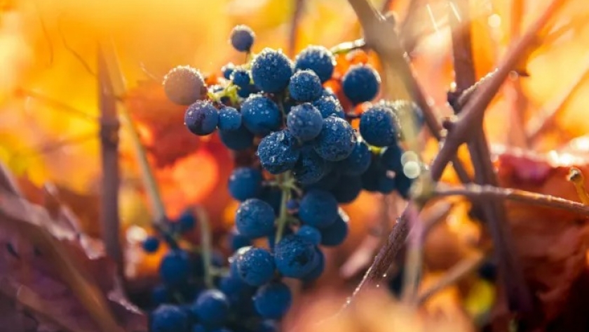 Carmenere: la resurrección de una cepa olvidada que se convirtió en la insignia de los vinos chilenos