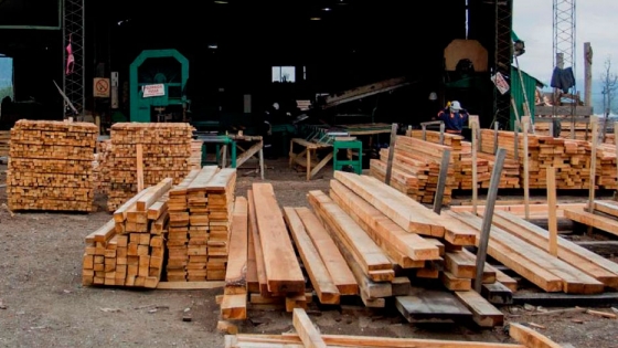 <Lenga fueguina, la madera del fin del mundo sale a reposicionarse en el mercado argentino