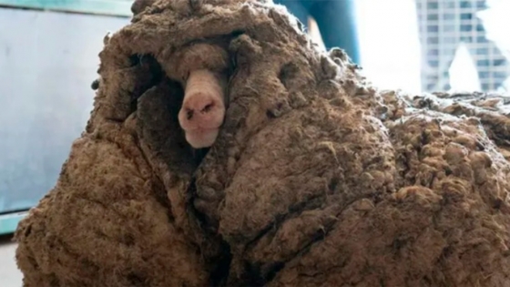 Rescatan de una cueva a la «oveja más solitaria del mundo»