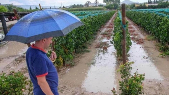 Las lluvias también pueden afectar la huerta: ¿qué hay que considerar para no perder producción?